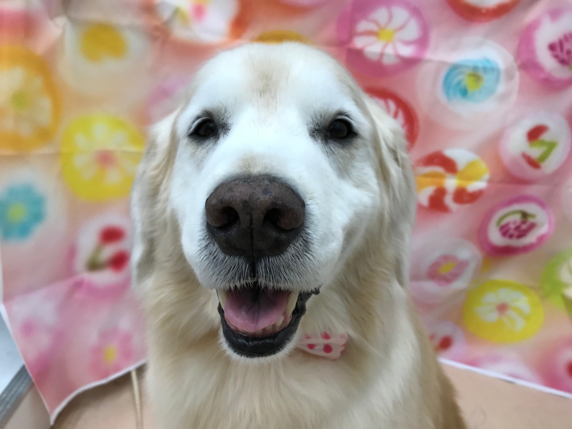 ふわふわ💗はなちゃん💗