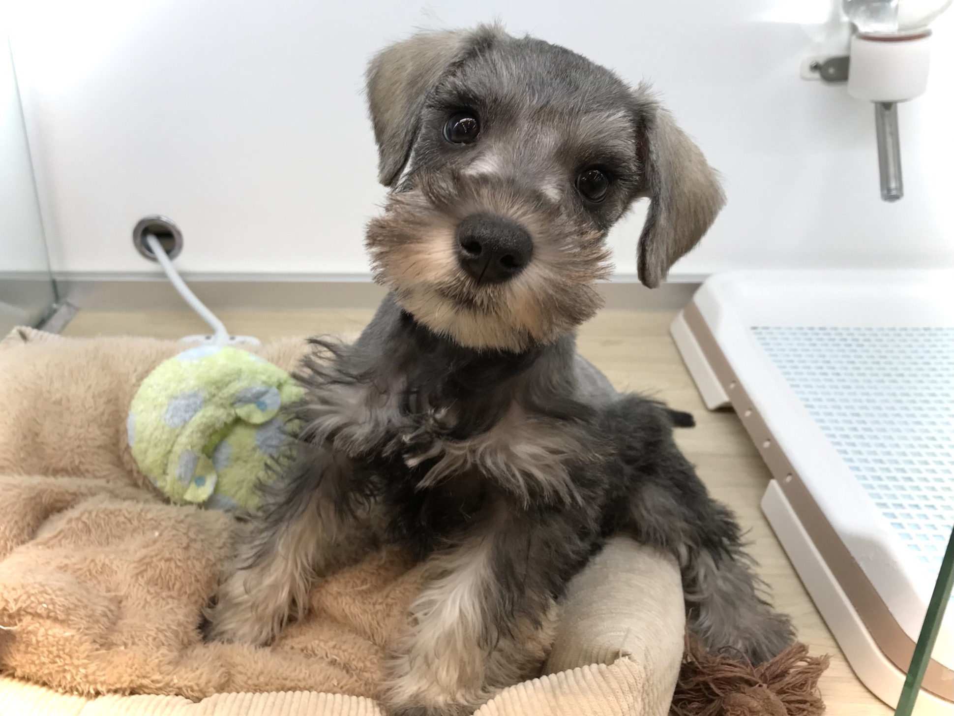 ☆おすすめ犬任命☆