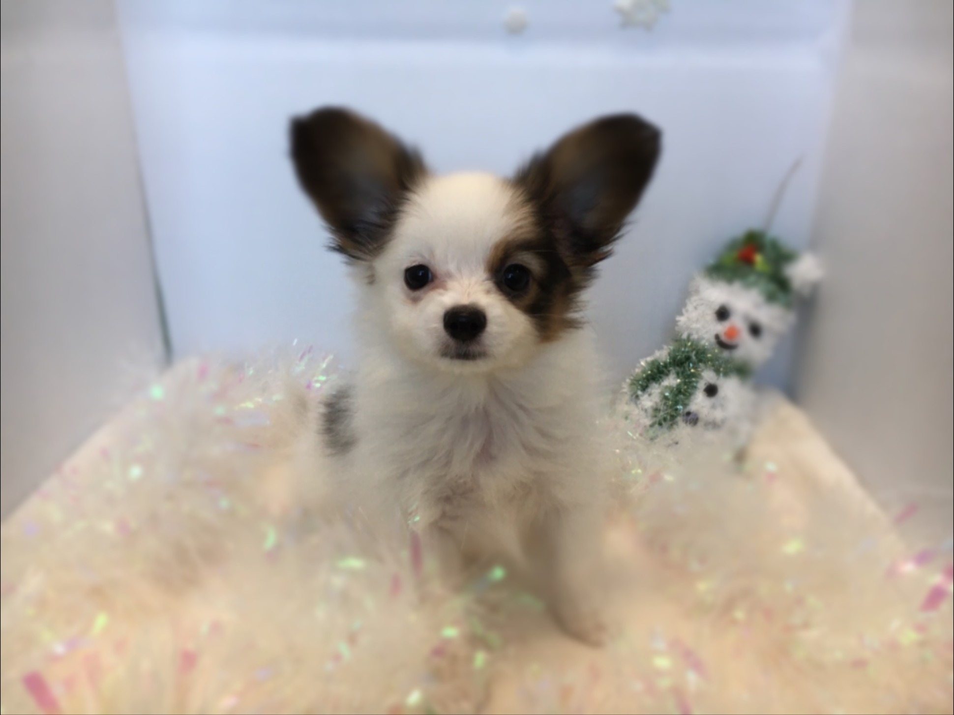 ☆おすすめ犬バトンタッチ☆