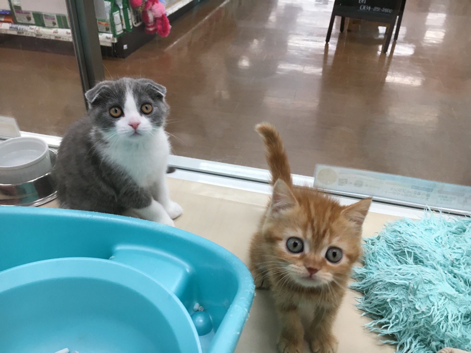 小樽店のネコちゃん♪