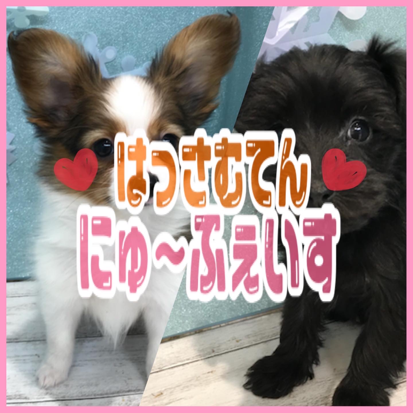 🧸NEW FACE🧸