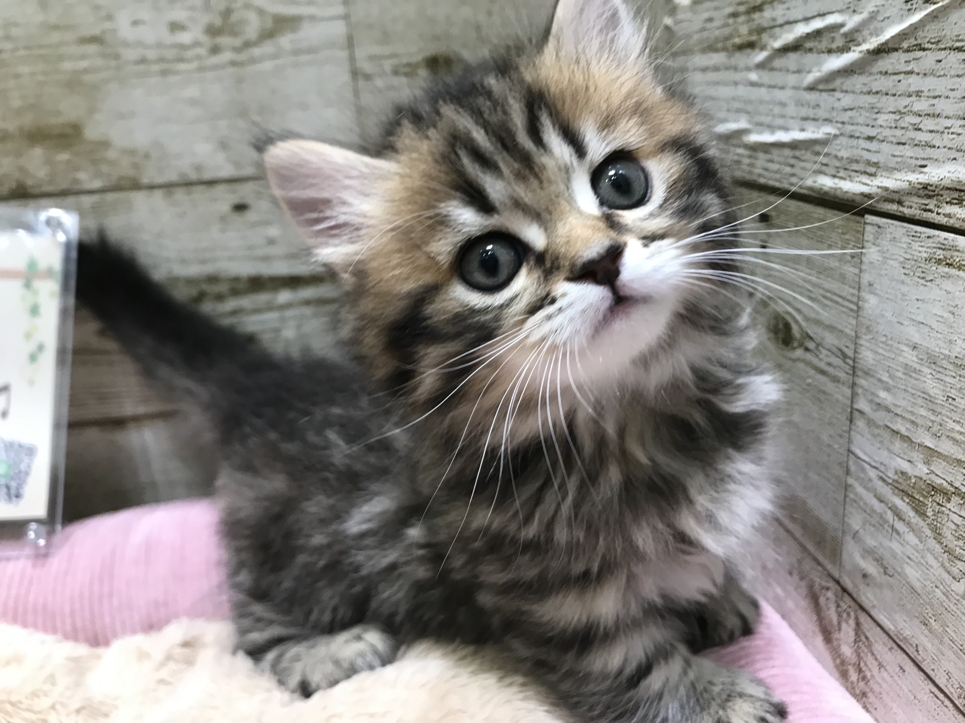 🐶NEW FACE🐱