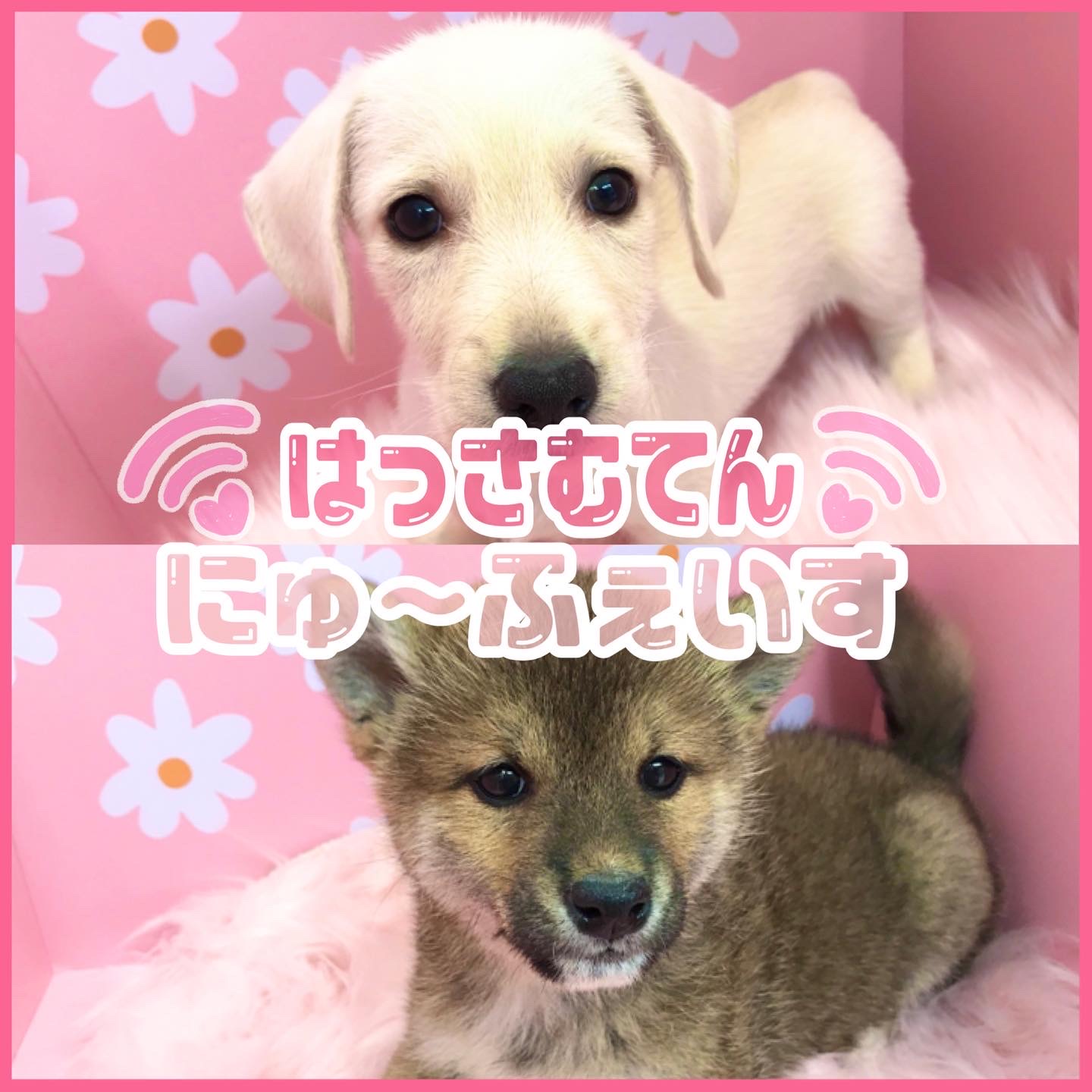 💗NEW FACE💗