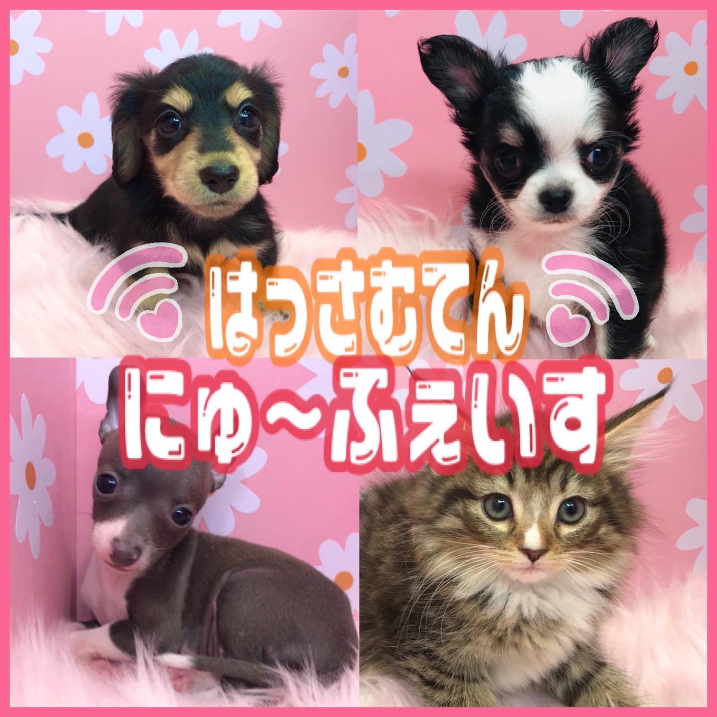 🐾NEW FACE🐾