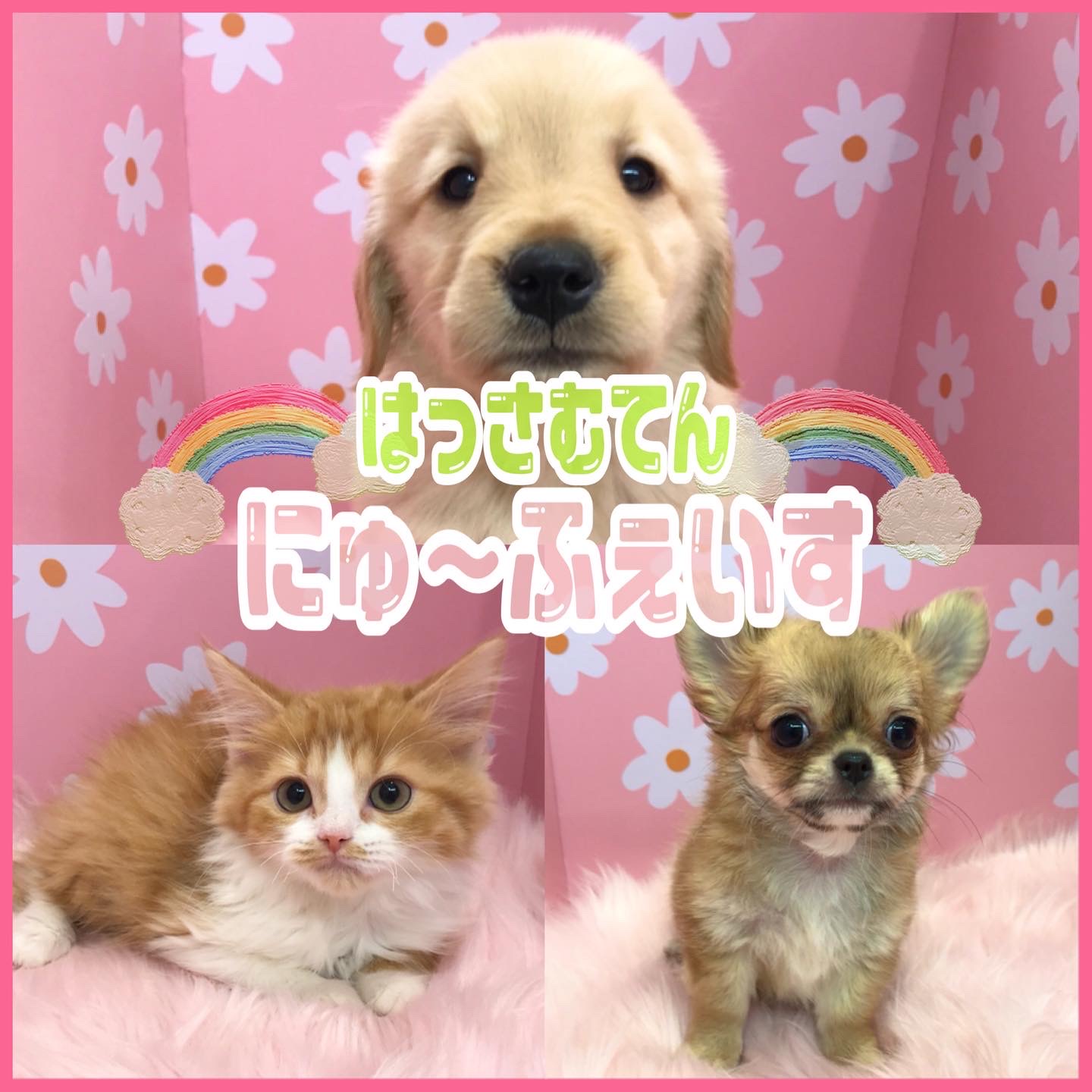 💗NEW FACE💗
