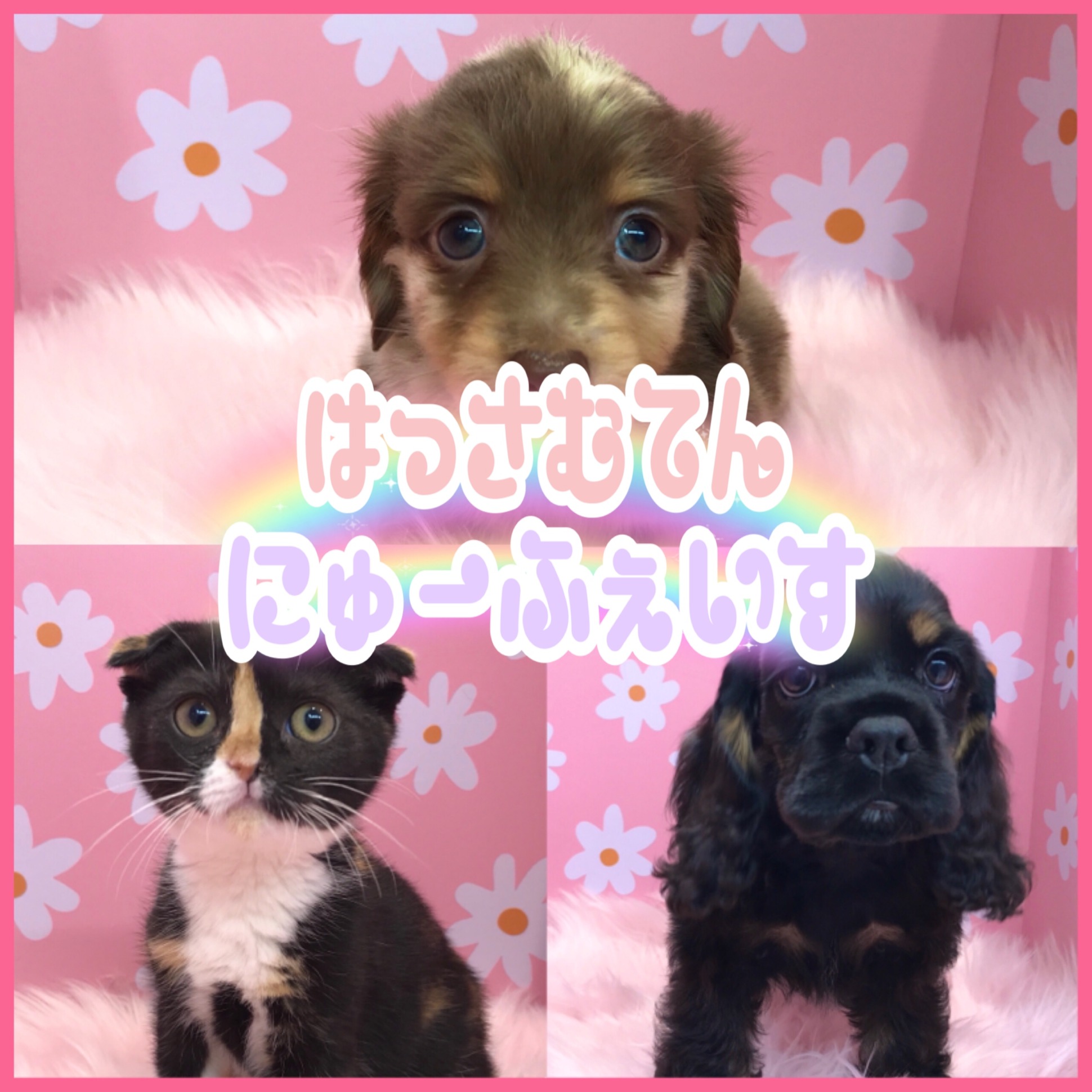 🧁NEW FACE🧁