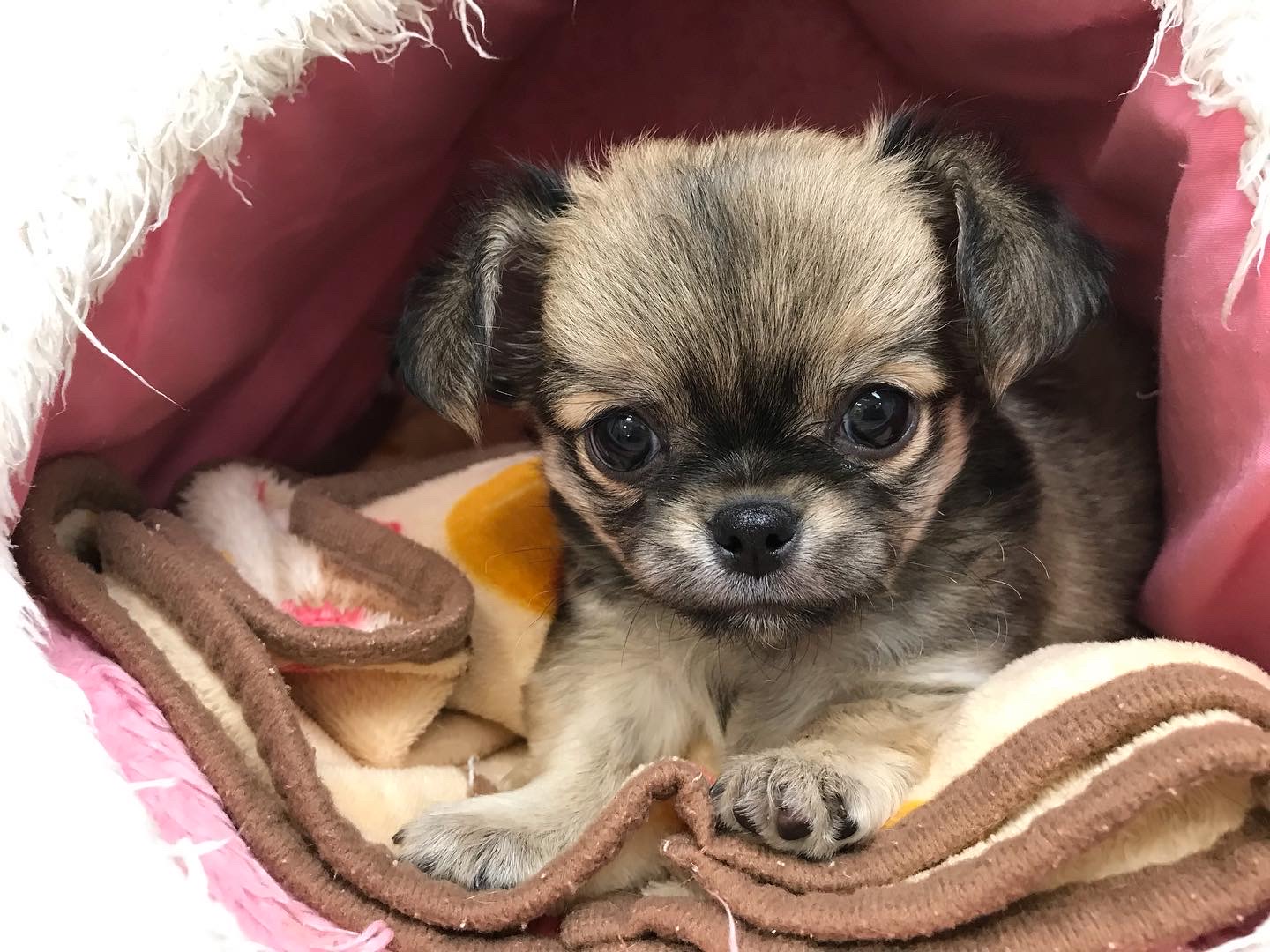 おすすめ犬任命！