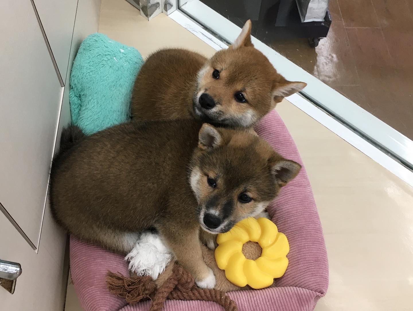 柴ちゃんがやってきました！