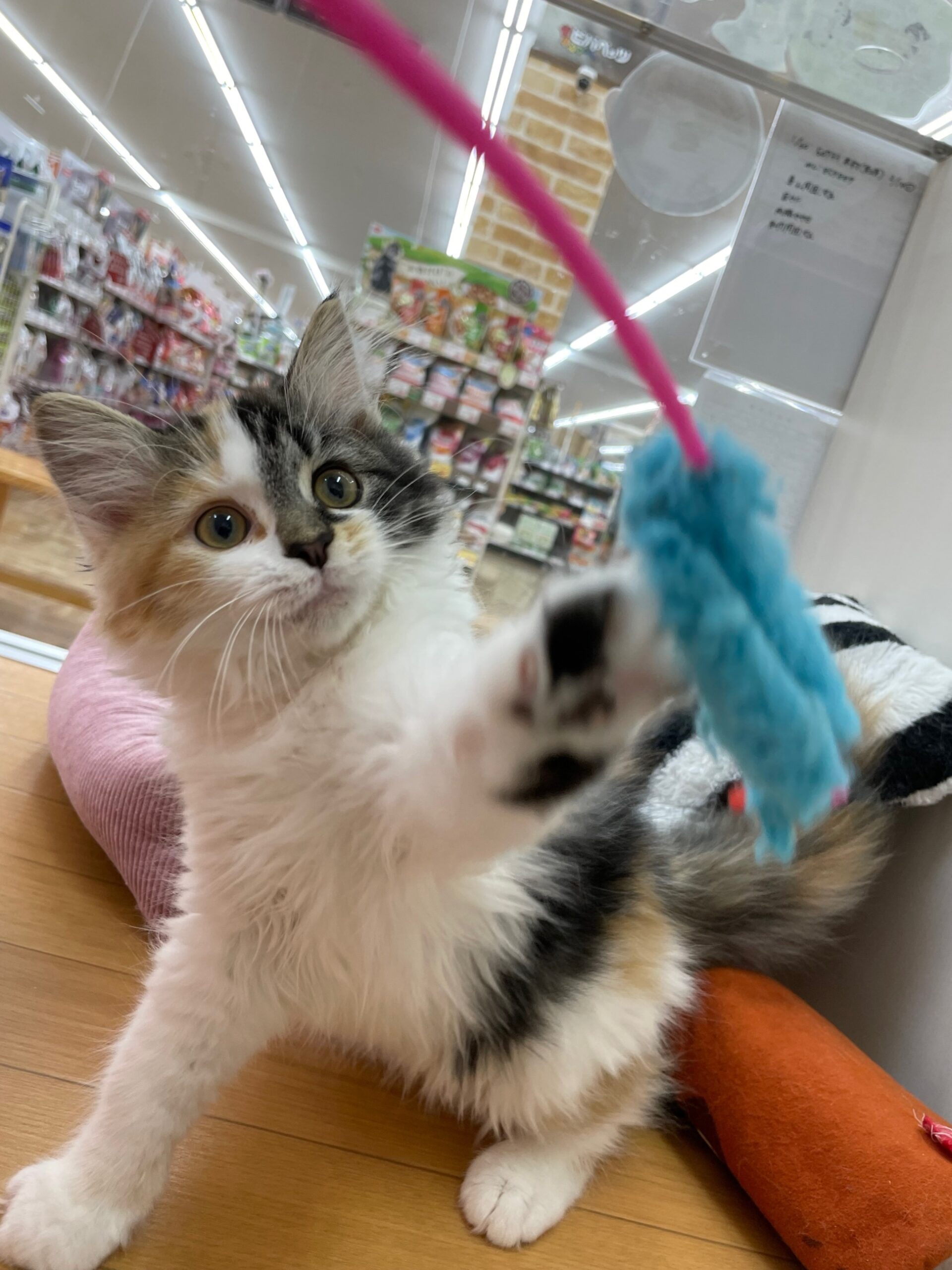 にゃんにゃん☺