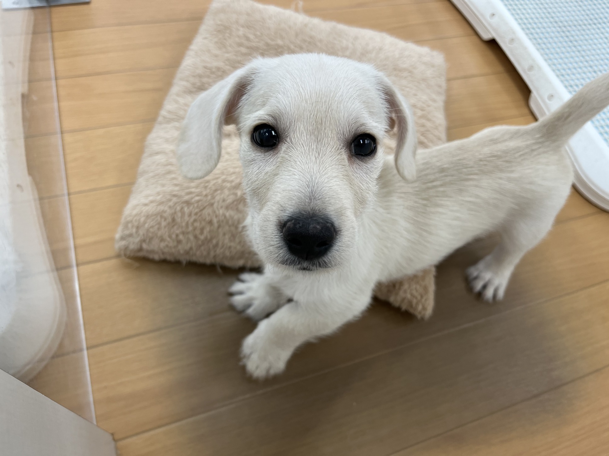 ＊おすすめ犬＊