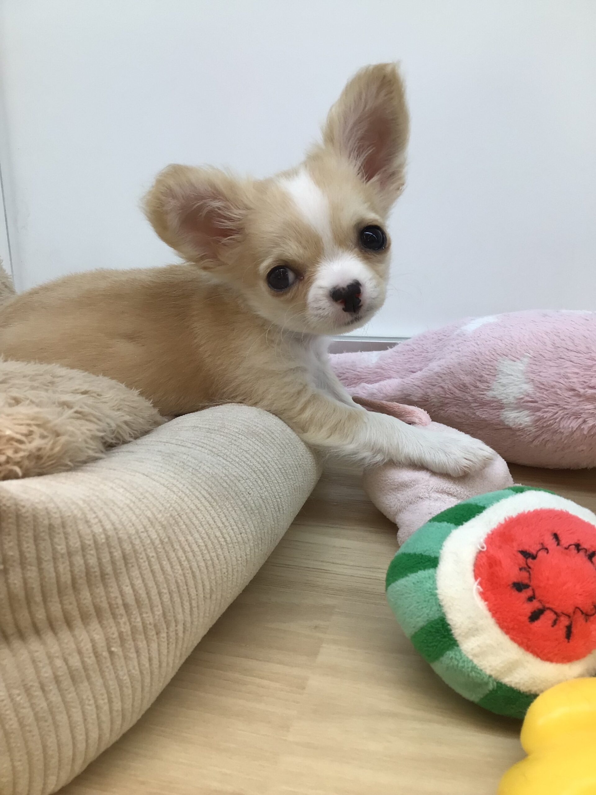 ☆お知らせ☆