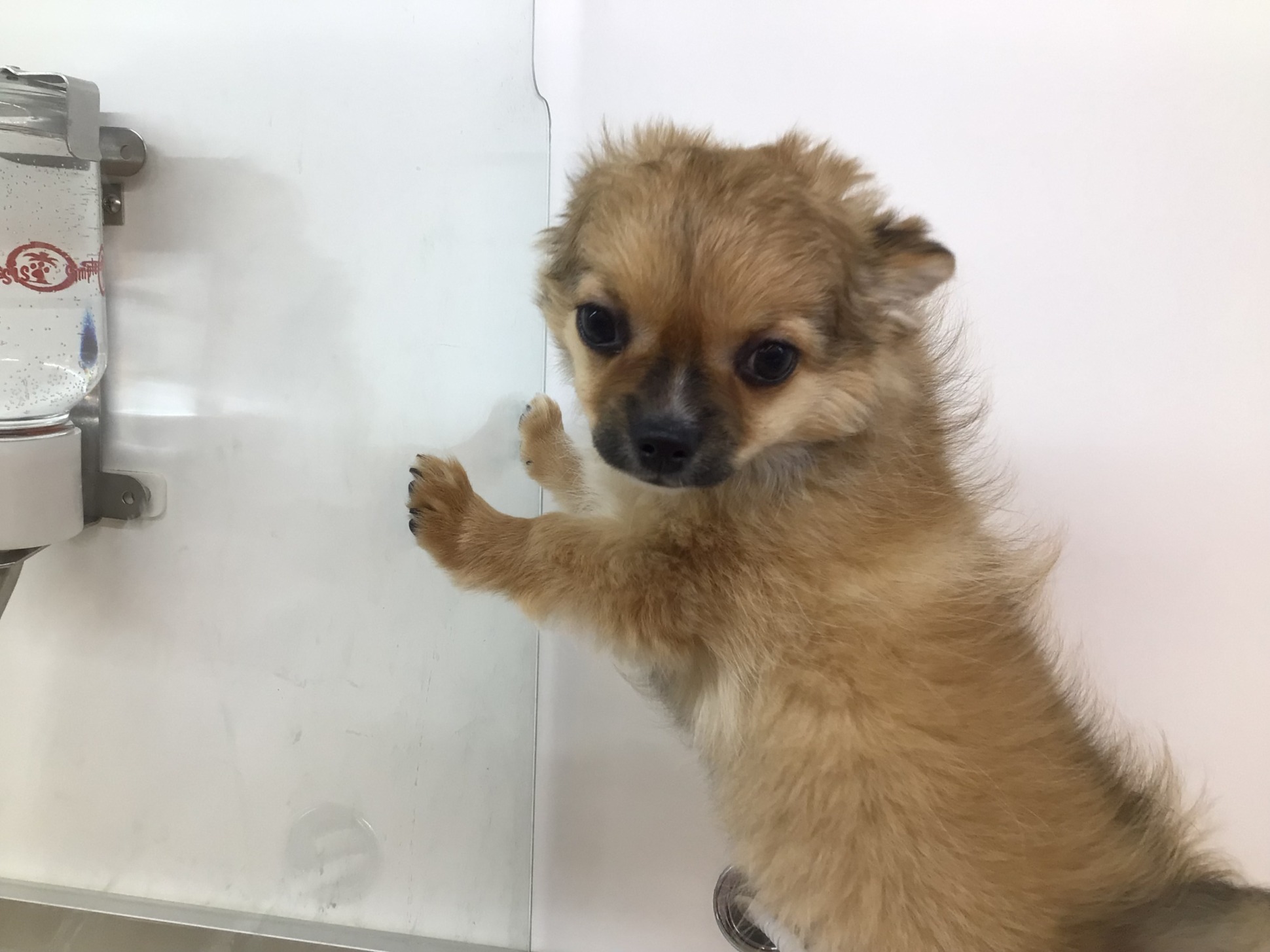 ☆元気いっぱいチワワちゃん☆