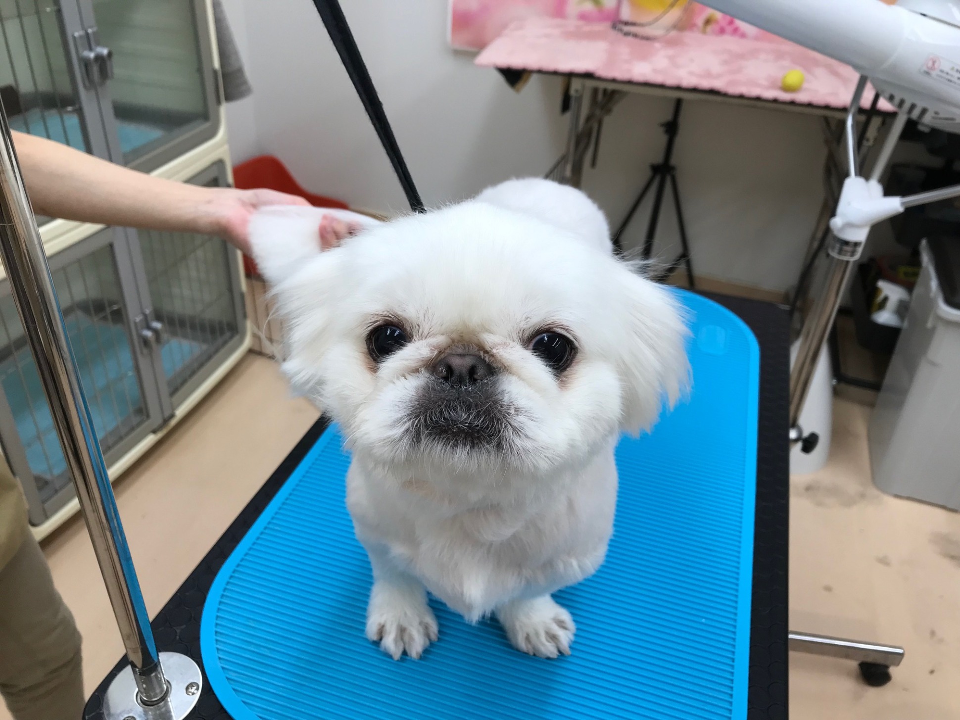 トリミング利用のワンちゃんをご紹介♪