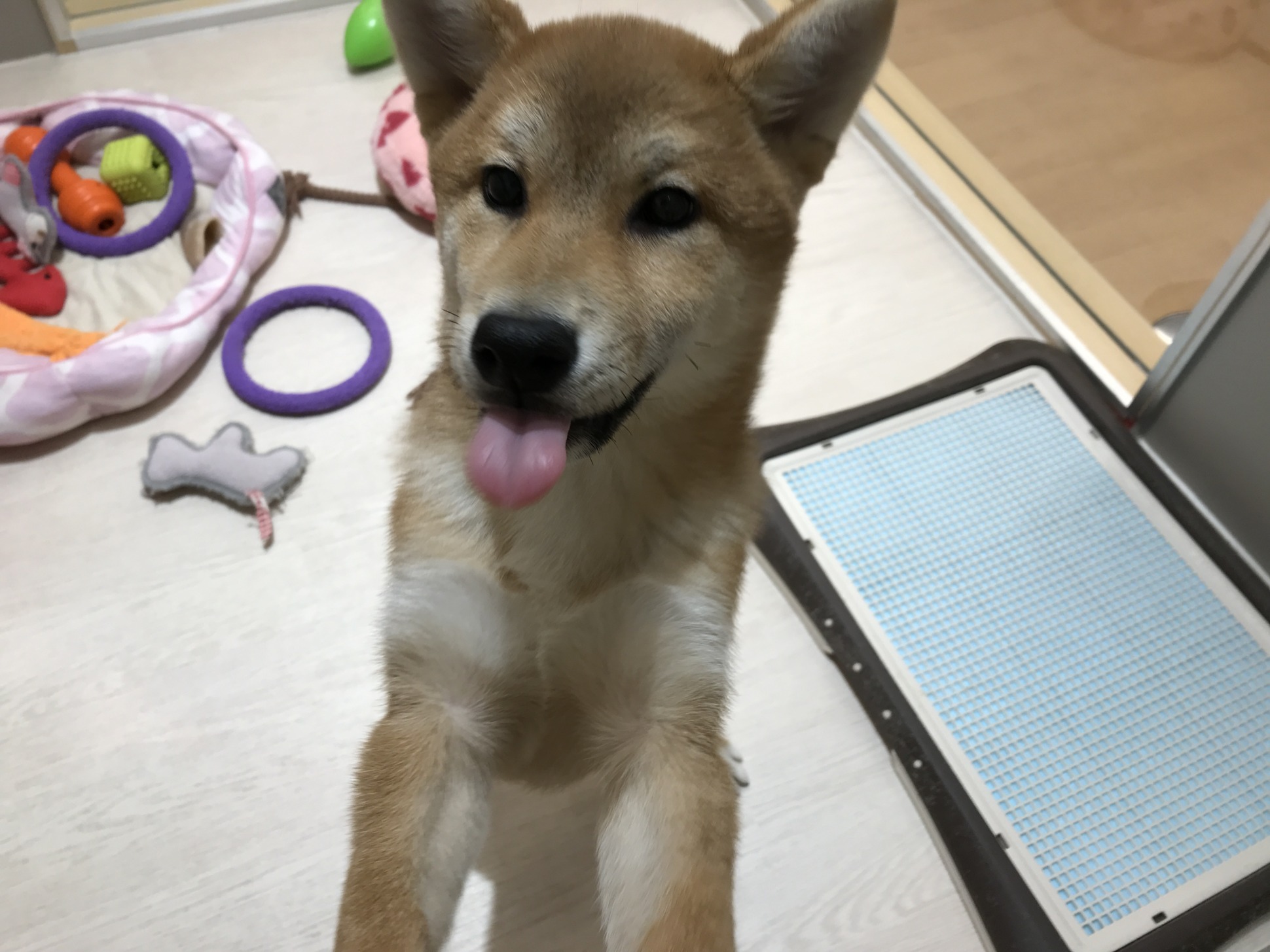 ☆しばくんの一日～午前の部～☆