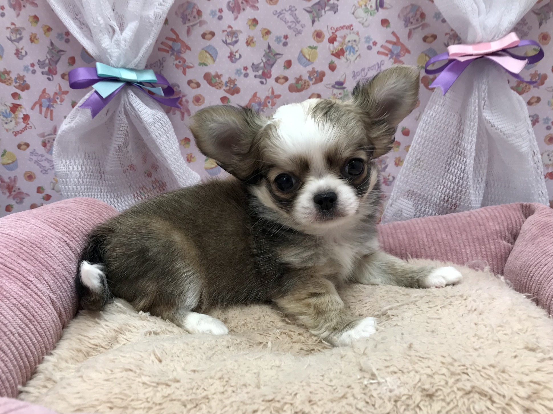 NEW！チワワくん♪