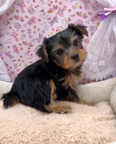 🐩おすすめ犬バトンタッチ🐕