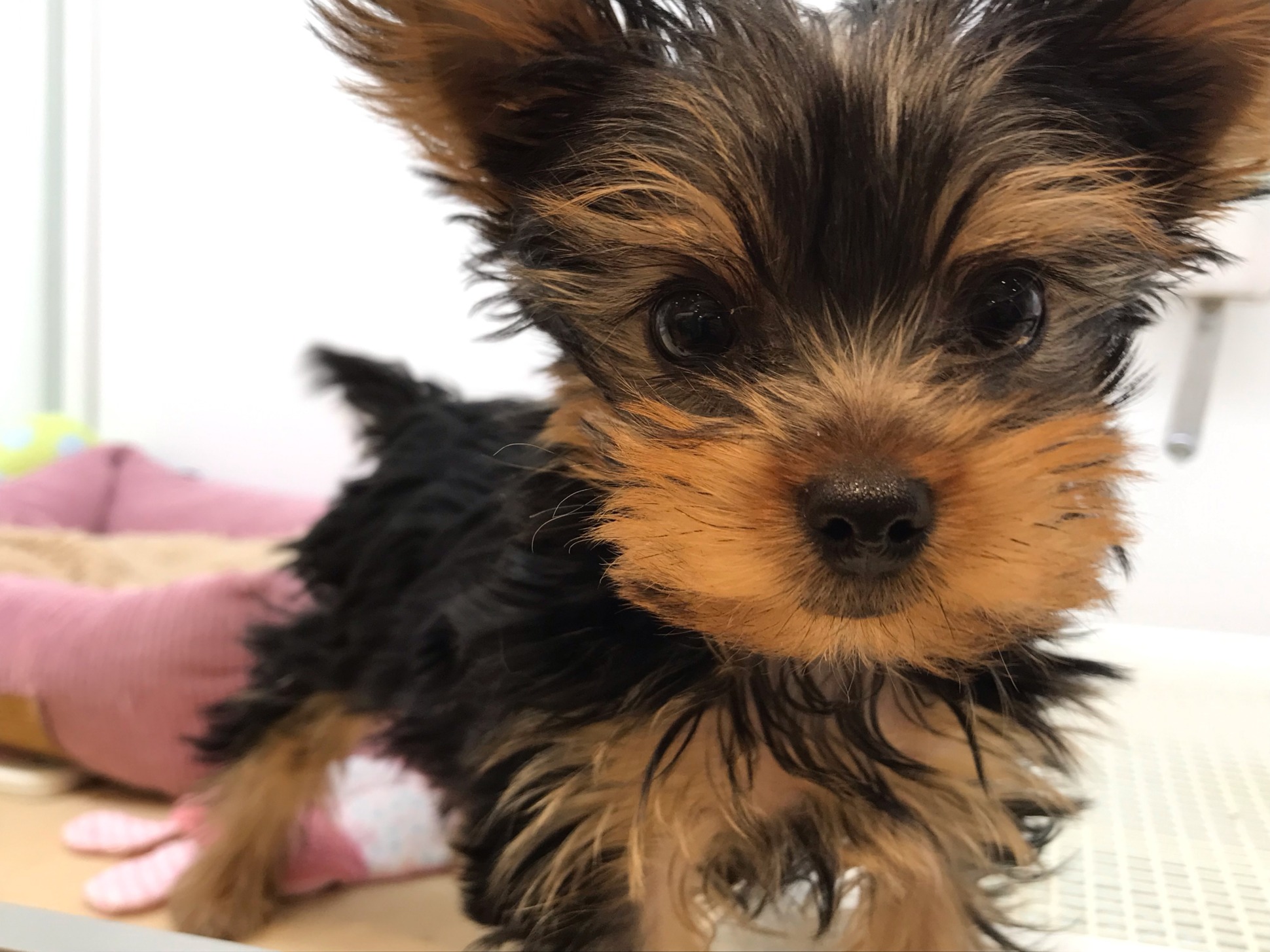 オススメ犬バトンタッチ🌟🐶