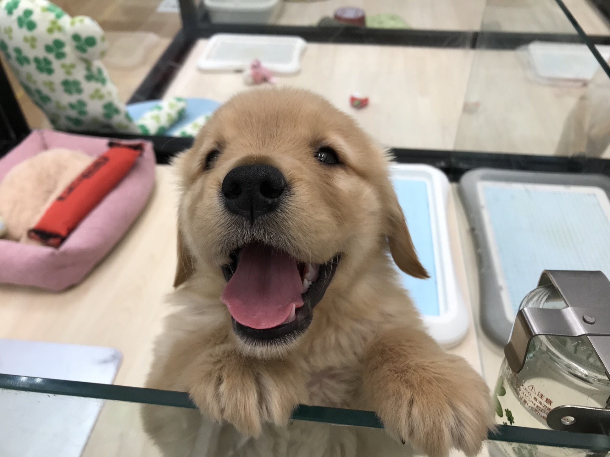 おすすめ犬バトンタッチ🌟🐶