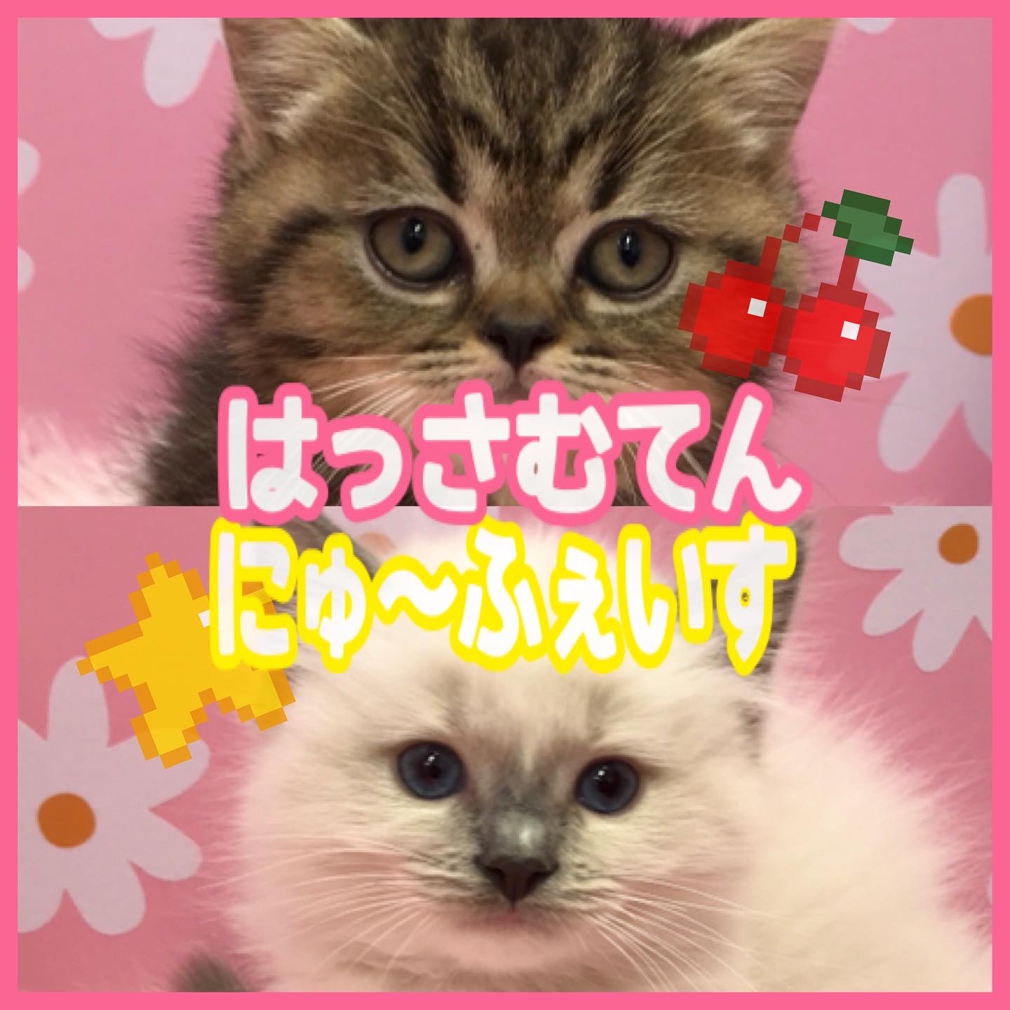 🐈にゃんちゃん🐈