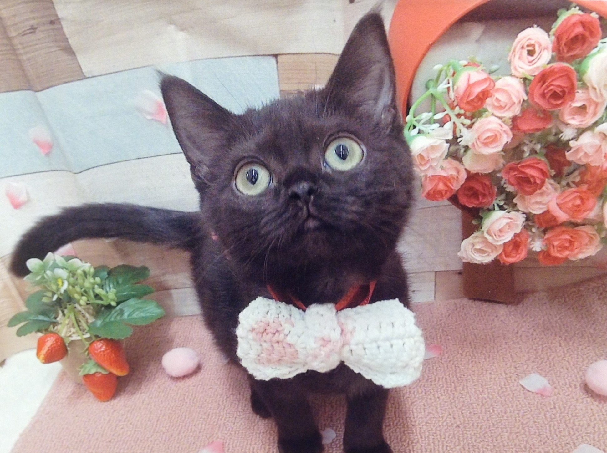 🐾可愛い子達🐾