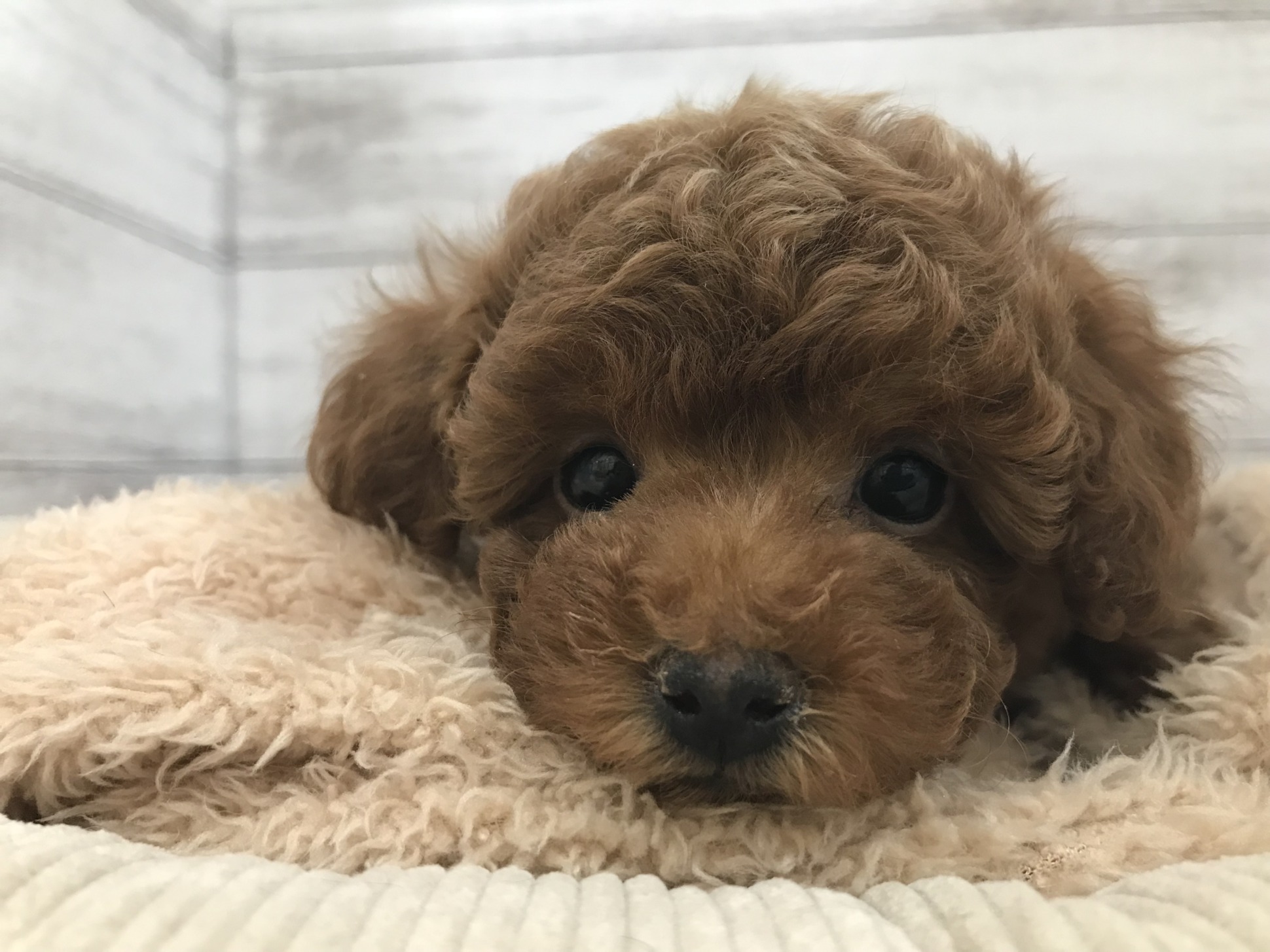 おすすめ犬任命！