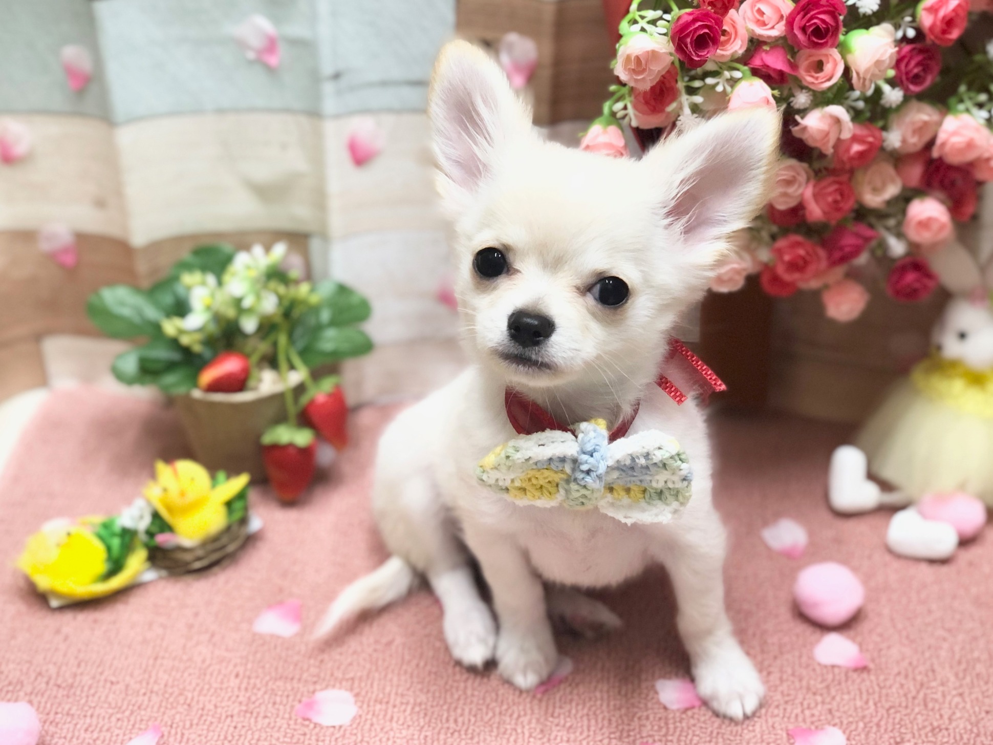 🐕あざといわん🐕