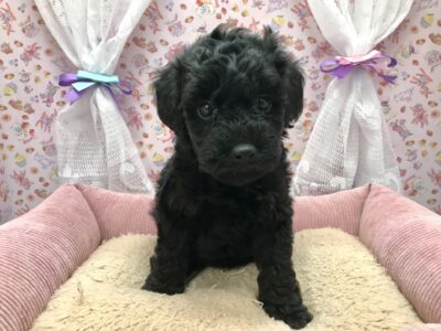 【NEW】トイプードル