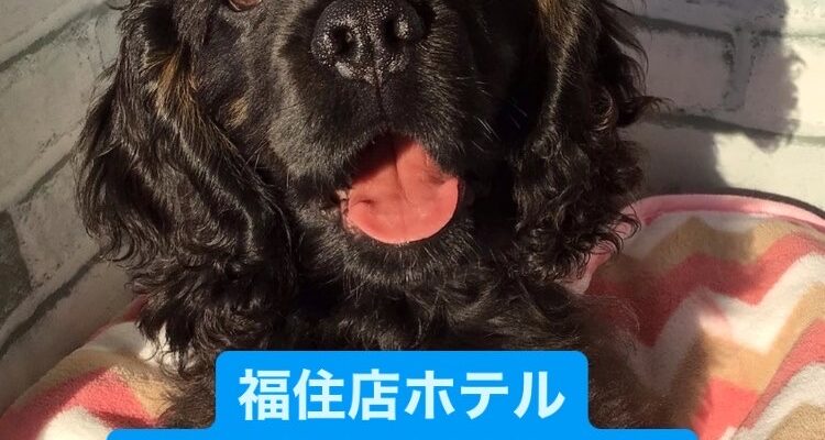 💡ホテル空き状況のご案内💡