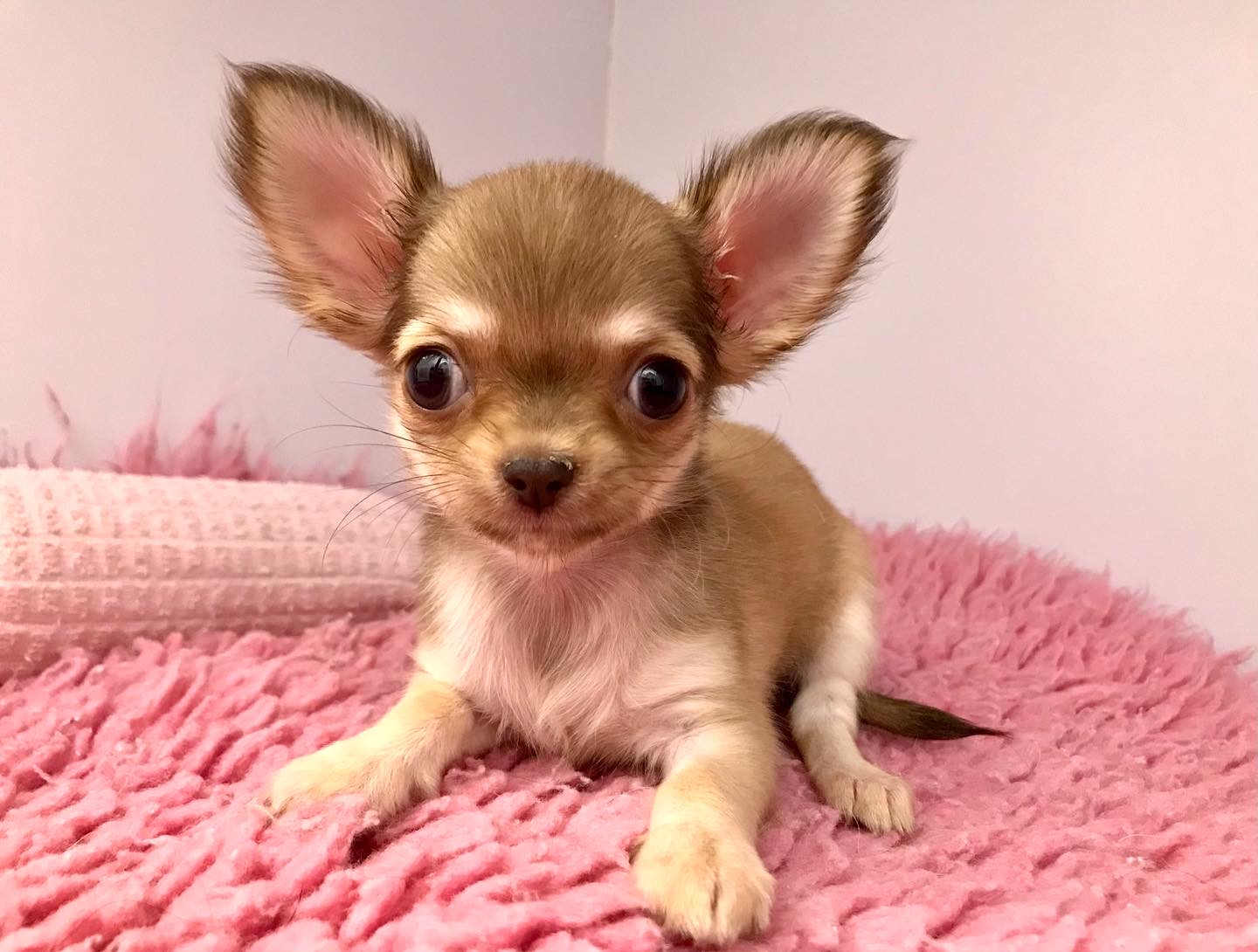 ✨🐶おすすめ犬バトンタッチ🐱✨