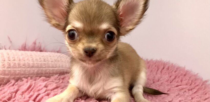 ありがとう♪ちーちゃん！