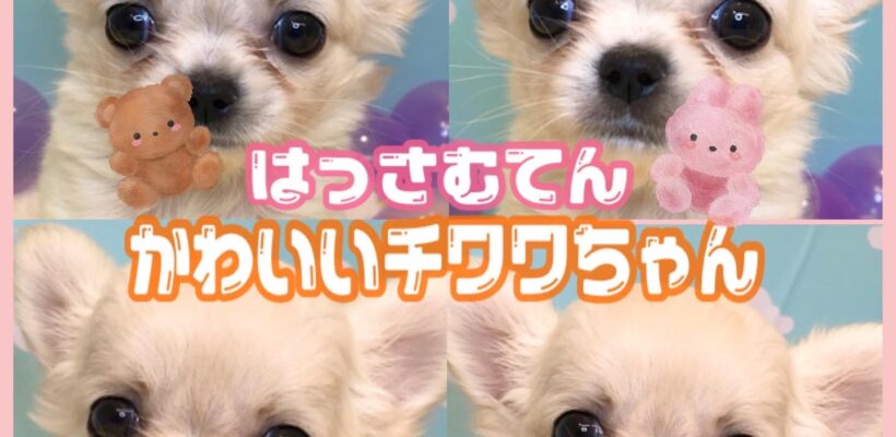 🍦NEW FACE🍦