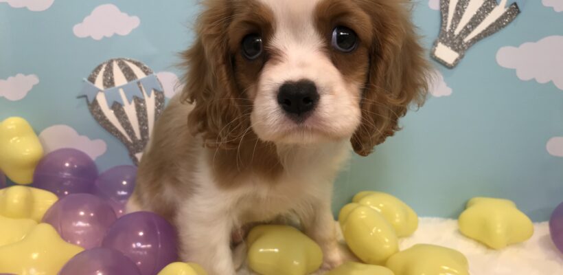 🐶おすすめ犬🐶