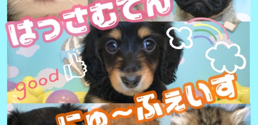 🐾NEW FACE🐾
