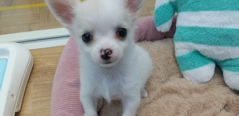 ☆New おすすめ犬☆