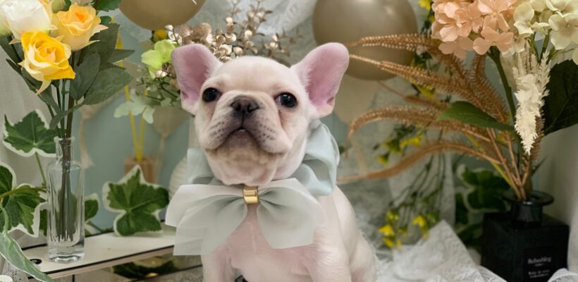 ☆お家が決まりました&NEWオススメ犬☆