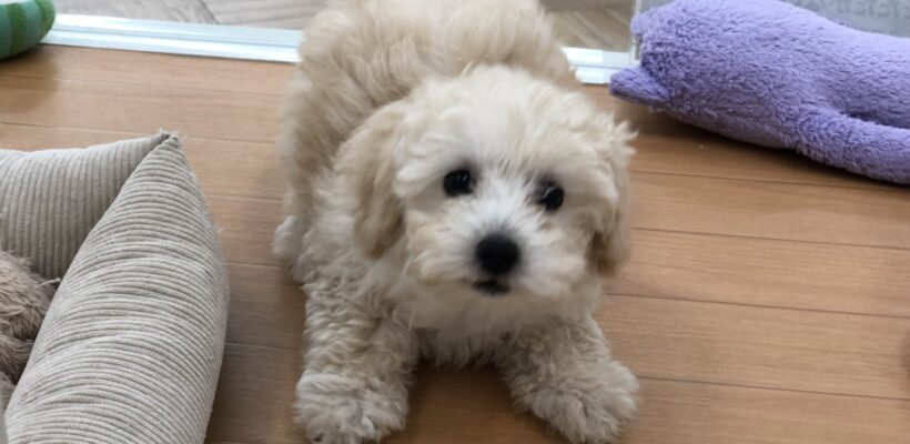 お家が決まりました🏠