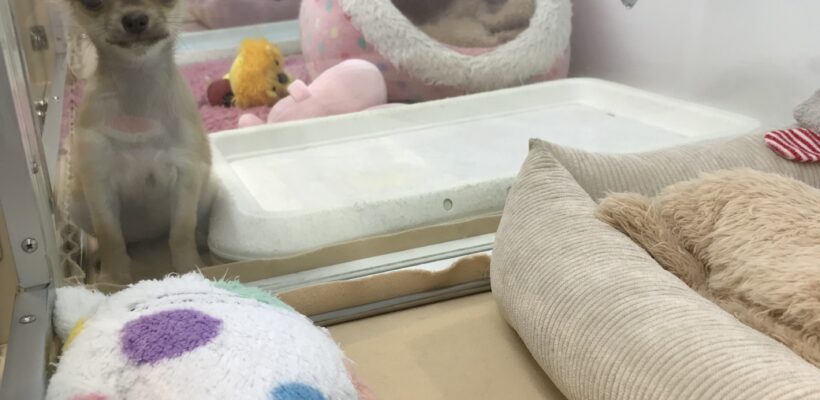 新しい子たち☆