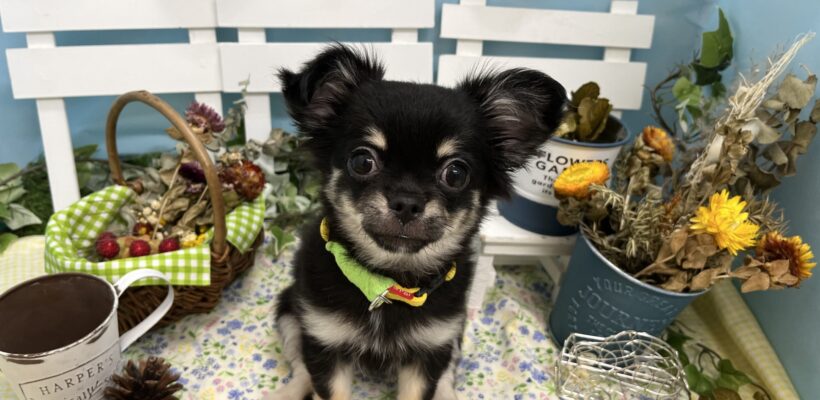 ☆おすすめ犬チェンジ☆