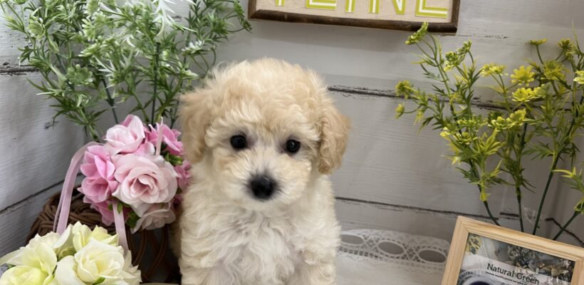 ＊おすすめ犬＊