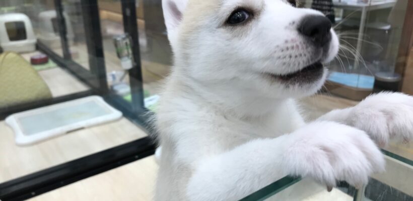 ご紹介♪