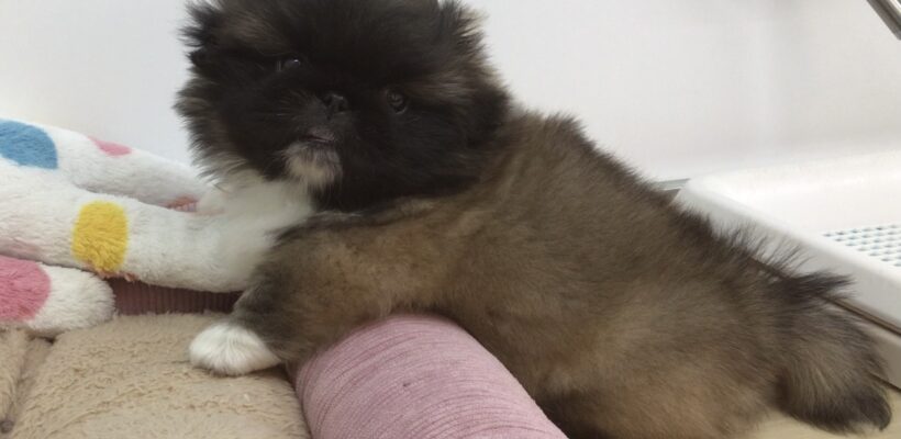 ☆ＮＥＷおすすめ犬☆