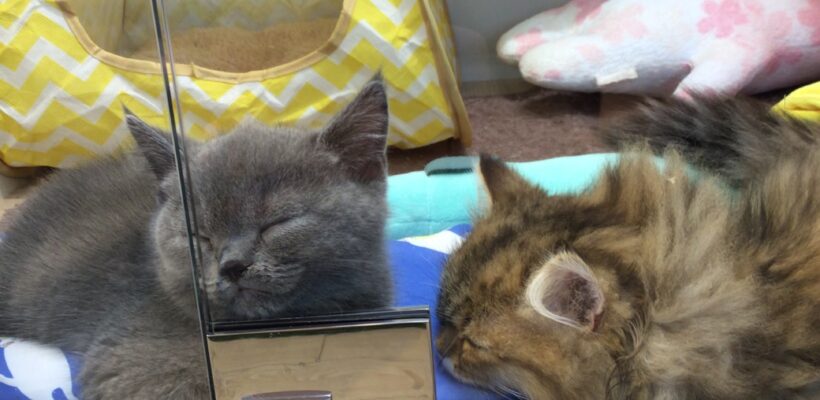 仲良しニャンズ🐈💕