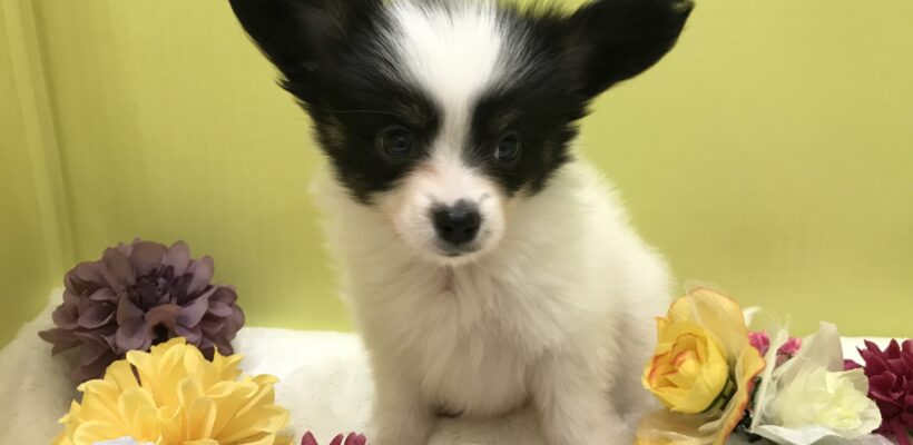お家が決まりました！＆NEWおすすめ犬！