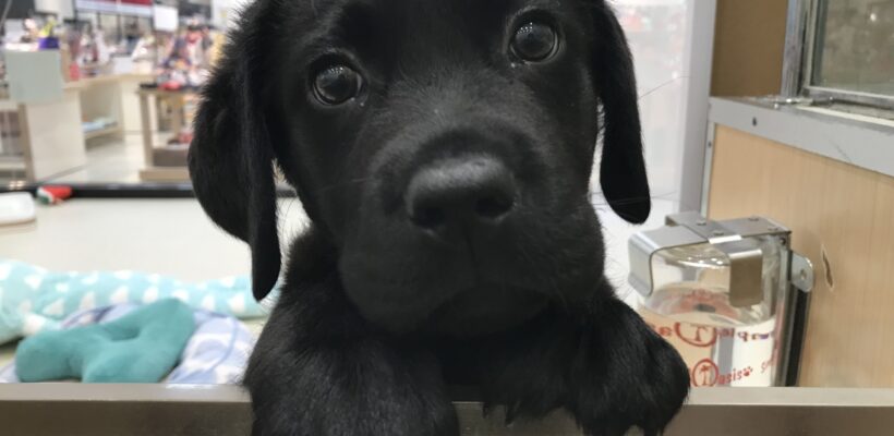 ☆☆おすすめ犬バトンタッチ☆☆