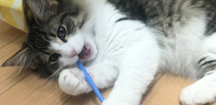 仲良しにゃん🐾