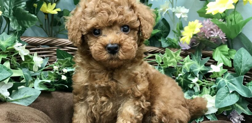 NEW！おすすめ犬✨