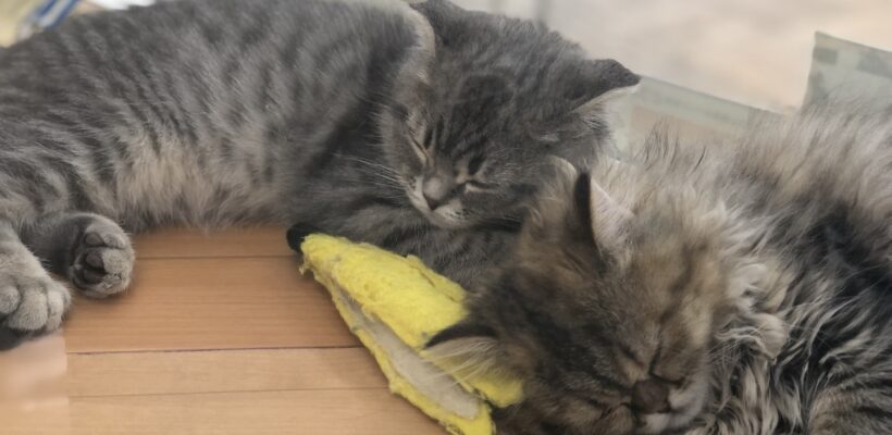 ＊仲良しねこちゃん’ｓ＊