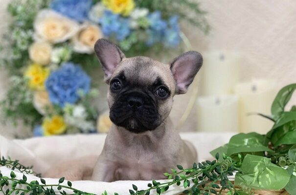 ★ＮＥＷオススメ犬登場！★