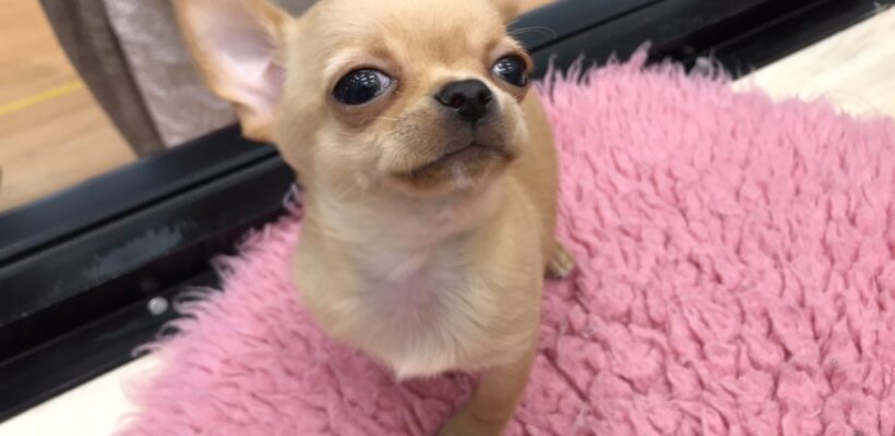 ✨🐶おすすめ犬バトンタッチ🐱✨