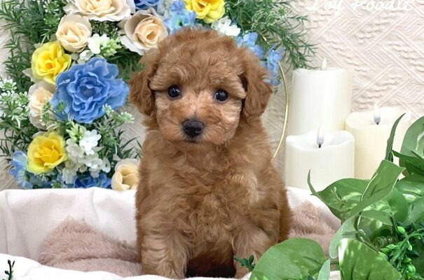 ★新入りプードルちゃん★